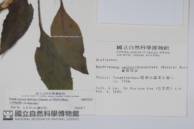 臺灣樹參藏品圖，第2張