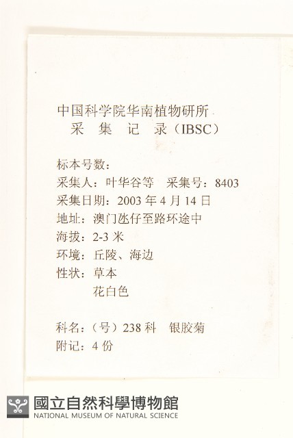 銀膠菊藏品圖，第2張