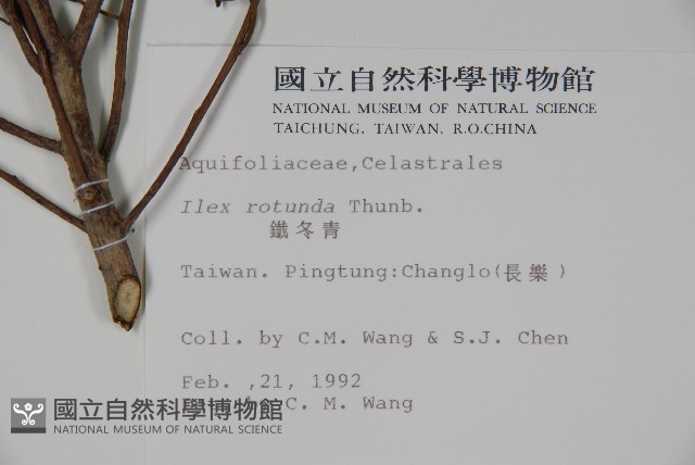 鐵冬青藏品圖，第2張