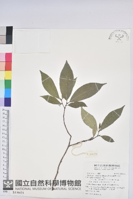 臺灣土沉香藏品圖，第1張