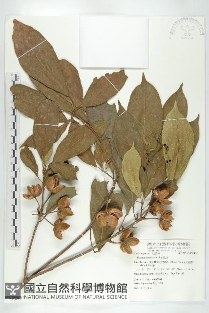 猴歡喜藏品圖，第1張