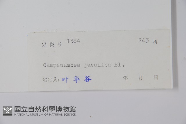 大花金錢豹藏品圖，第2張