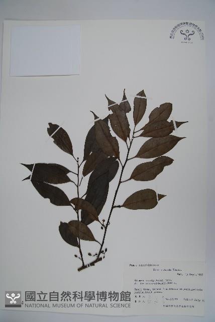 鐵冬青藏品圖，第1張