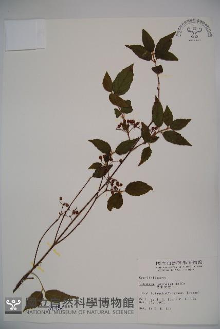 呂宋莢迷藏品圖，第1張