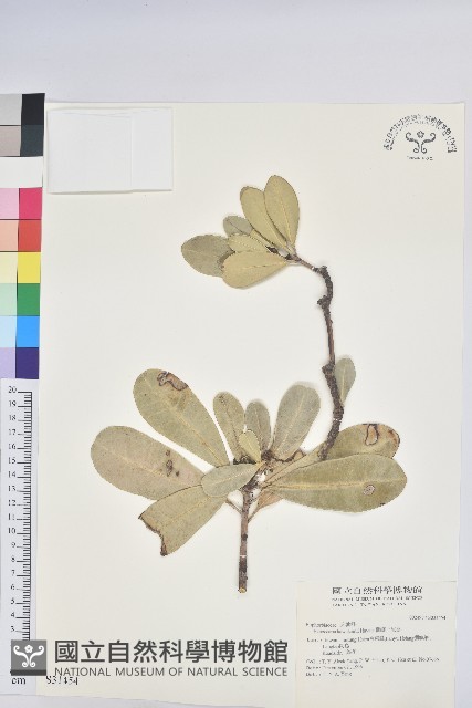 蘭嶼土沉香藏品圖，第1張