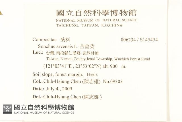 苦苣菜藏品圖，第2張