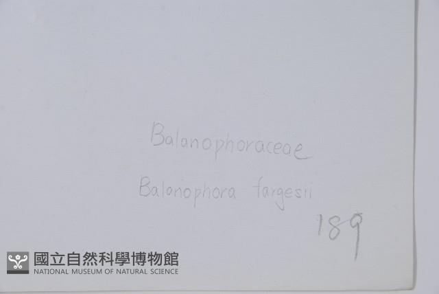 川藏蛇菰藏品圖，第2張