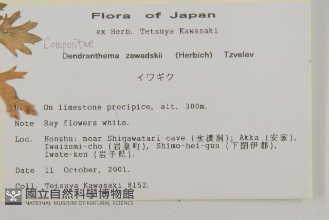 紫花野菊藏品圖，第2張