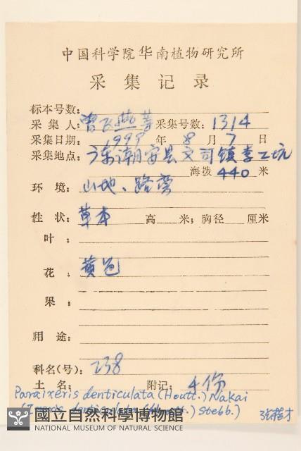 齒緣葉類苦賈菜藏品圖，第2張