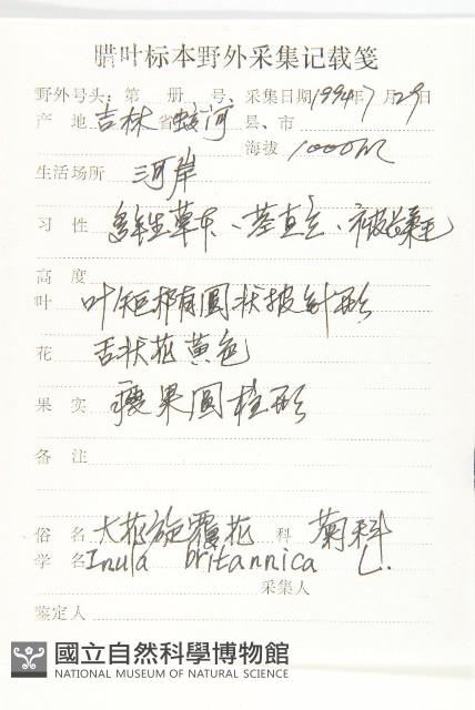 歐亞旋覆花藏品圖，第2張