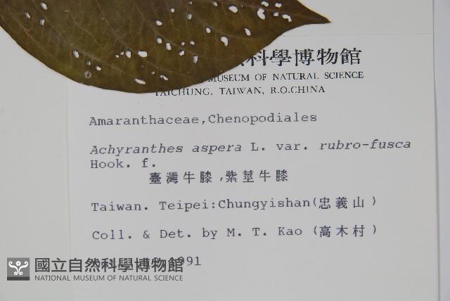 紫莖牛膝、台灣牛膝藏品圖，第2張