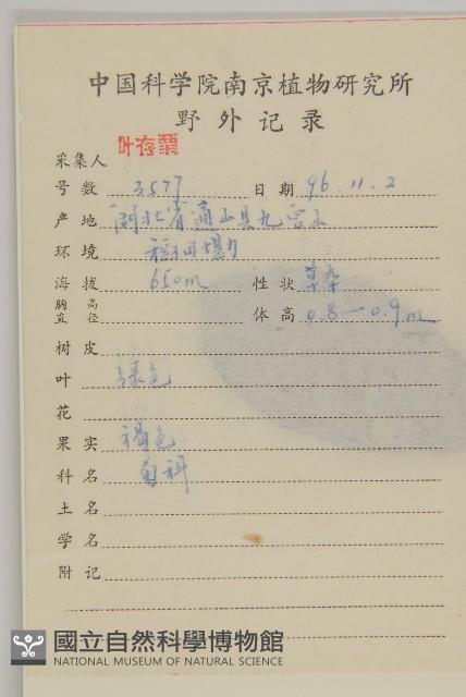 柔毛艾納香藏品圖，第2張