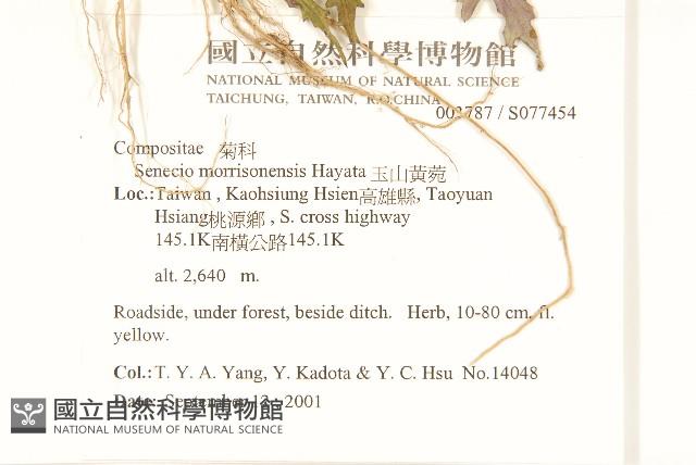 玉山黃菀藏品圖，第2張