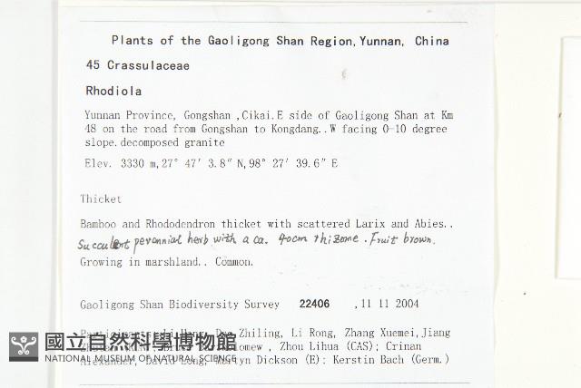 粗莖紅景天藏品圖，第2張