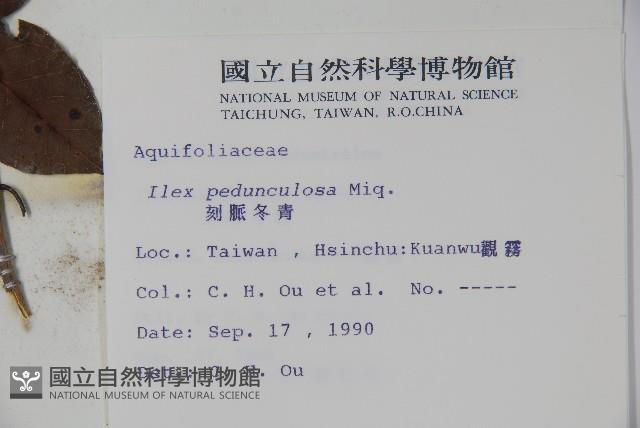 刻脈冬青藏品圖，第2張