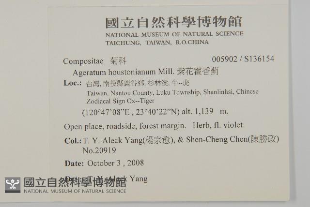 紫花霍香薊藏品圖，第2張