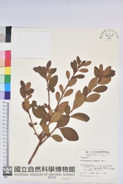 金毛杜鵑藏品圖，第1張