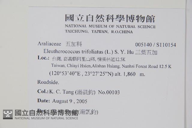 三葉五加藏品圖，第2張