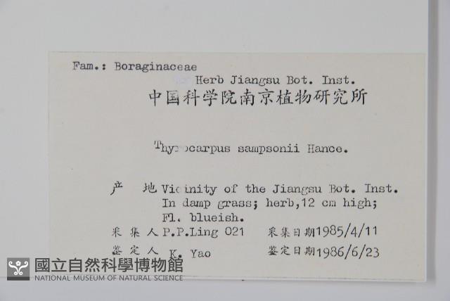 盾果草藏品圖，第2張