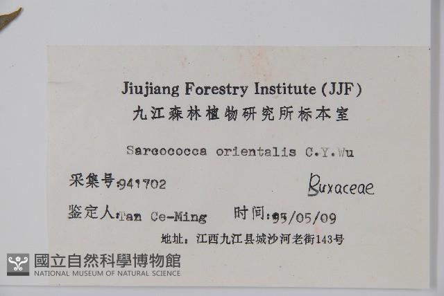 東方野扇花藏品圖，第2張