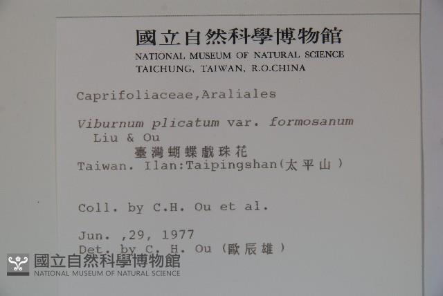 臺灣蝴蝶戲珠花、臺灣蝴蝶花藏品圖，第2張