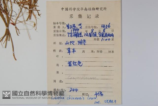 半邊蓮、鐮磨仔草藏品圖，第2張