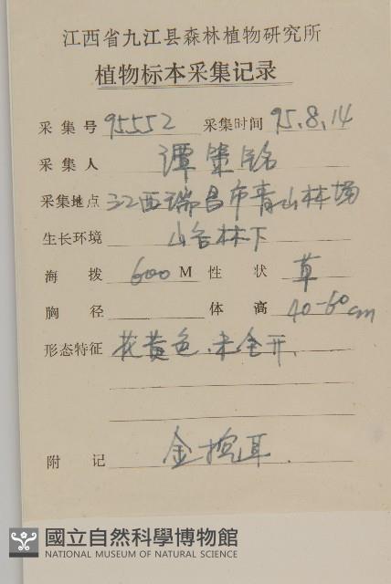 煙管草藏品圖，第2張