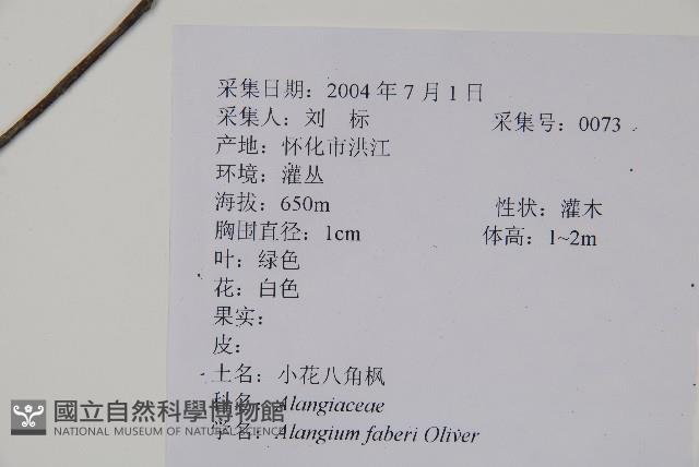 小花八角楓藏品圖，第2張