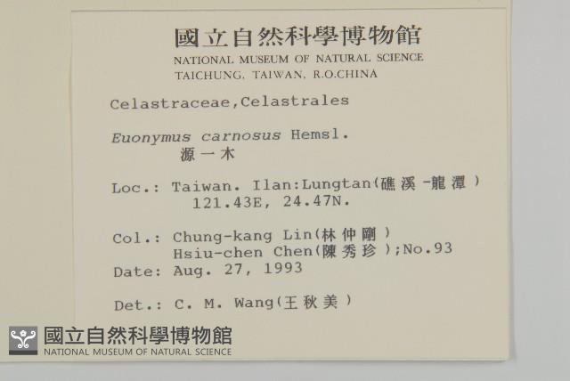 厚葉衛矛, 源一木藏品圖，第2張