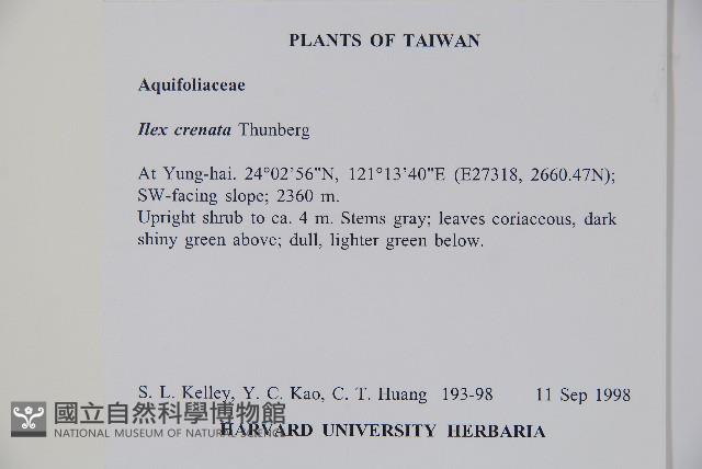 假黃楊藏品圖，第2張