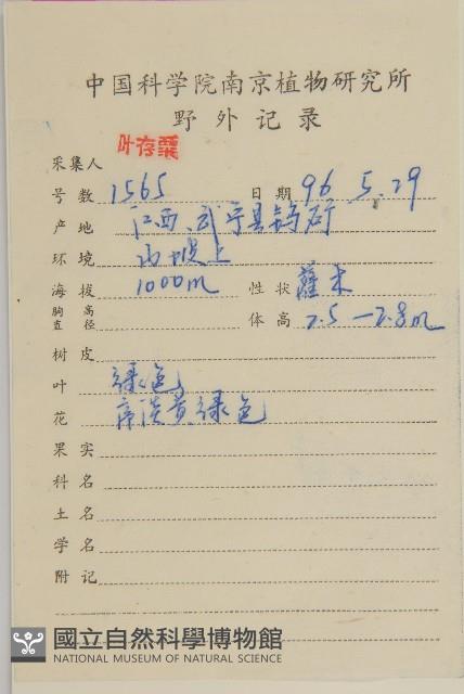 薄葉榿葉樹藏品圖，第2張