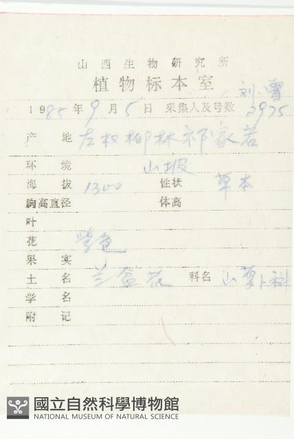 大花藍盆花藏品圖，第2張