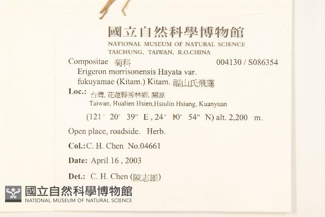 福山氏飛蓬藏品圖，第2張