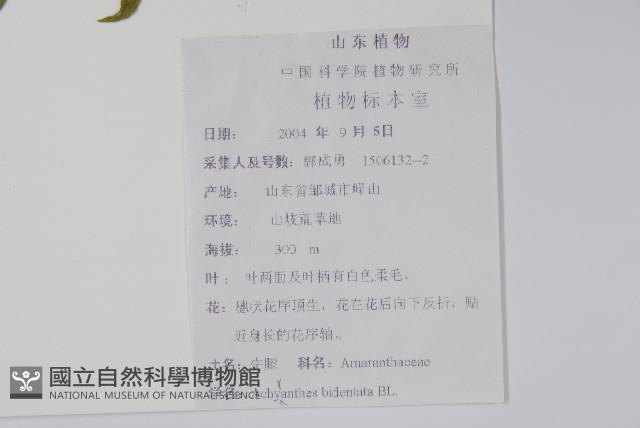 牛膝藏品圖，第2張