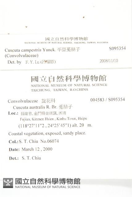 平原菟絲子藏品圖，第2張