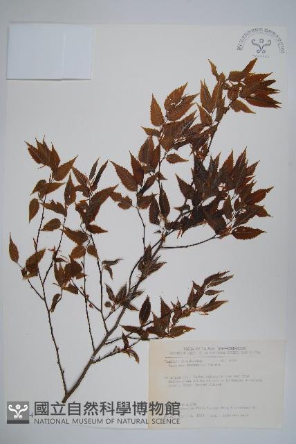 阿里山千金榆藏品圖，第1張