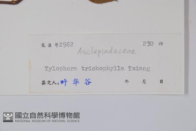 圓葉娃兒藤藏品圖，第2張