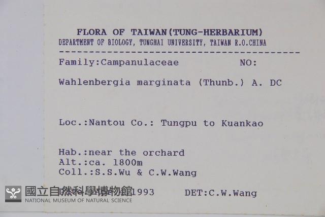 細葉蘭花參藏品圖，第2張