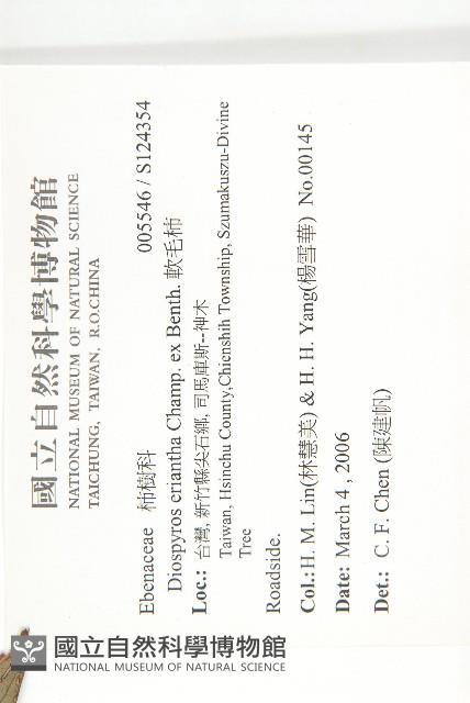 軟毛柿藏品圖，第2張