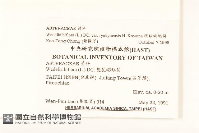 琉球蟛蜞菊藏品圖，第2張