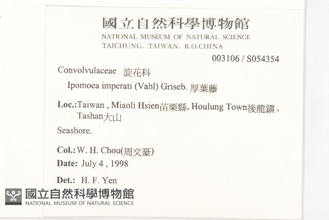 厚葉牽牛藏品圖，第2張