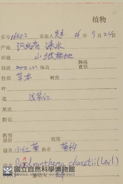 小紅菊藏品圖，第2張