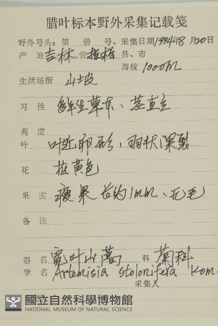 寬葉山蒿藏品圖，第2張