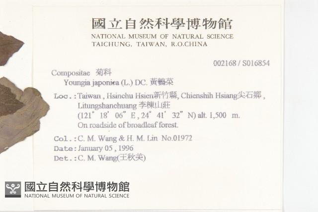 黃鵪菜藏品圖，第2張