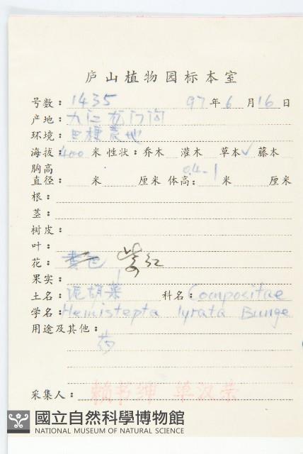 泥胡菜藏品圖，第2張