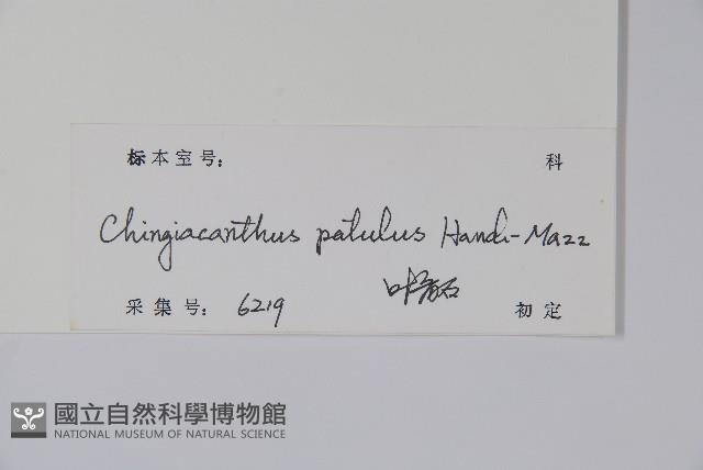 叉序草藏品圖，第2張