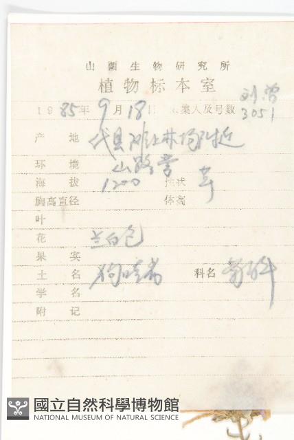 狗娃花藏品圖，第2張