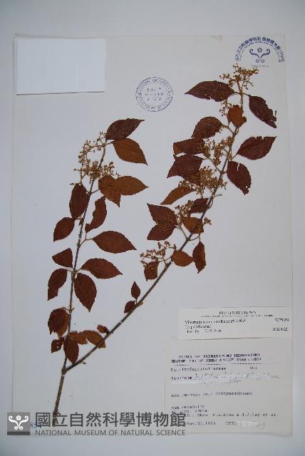 呂宋莢迷藏品圖，第1張