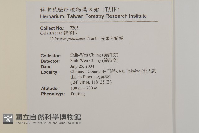 光果南蛇藤藏品圖，第2張