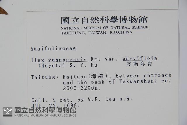 雲南冬青藏品圖，第2張